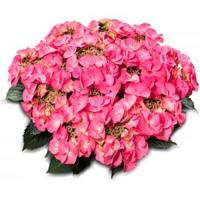 Hydrangea Macrophylla Classic® "Tiffany Pink"® schermhortensia - thumbnail