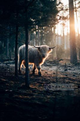 Schilderij - Witte Gehoornde Jak , Multikleur , 3 maten , Wanddecoratie