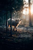 Schilderij - Witte Gehoornde Jak , Multikleur , 3 maten , Wanddecoratie - thumbnail