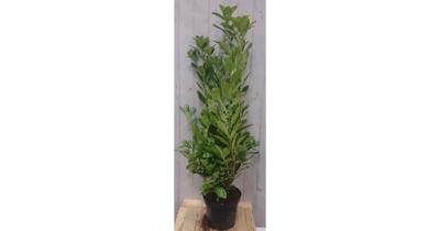 Prunus Rotundifolia 130 cm Laurier Warentuin Natuurlijk - Warentuin natuurlijk