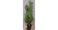 Prunus Rotundifolia 130 cm Laurier Warentuin Natuurlijk - Warentuin natuurlijk - thumbnail