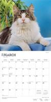 Maine Coon Kalender 2026 - thumbnail