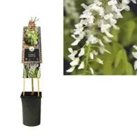 Klimplant Wisteria floribunda Alba - Witte Blauweregen - thumbnail
