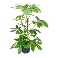 Schefflera amate M hydrocultuur plant - thumbnail