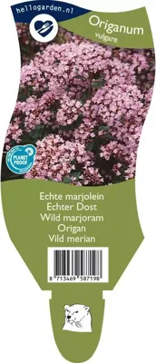 Echte marjolein kruid Origanum vulgare Griffioen - Griffioen