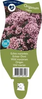 Echte marjolein kruid Origanum vulgare Griffioen - Griffioen - thumbnail