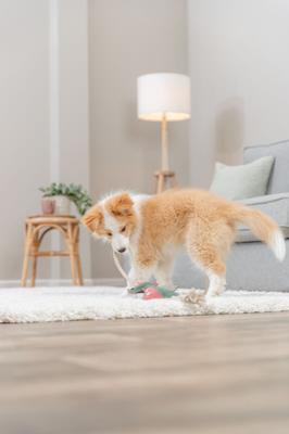 Knuffel voor honden Trixie - thumbnail