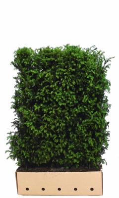 Kant & klaar haag Taxus baccata 180 x 100 cm breed Venijnboom Quickhedge - Quickhedge