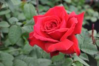 Rode geurende Struikroos - thumbnail