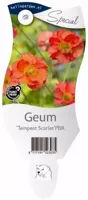 Geum Tempest Scarlet vaste plant Griffioen - Griffioen - thumbnail