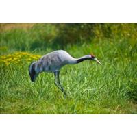 Kraanvogel dierfiguur - thumbnail