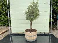 Olijfboom - Olea Europaea in half wijnvat - thumbnail