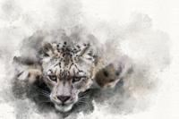 Afbeelding op acrylglas - Sneeuwluipaard, digitaal schilderij, Zwart wit , 3 maten , Premium print - thumbnail