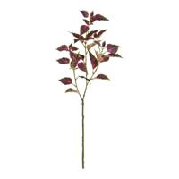 Coleus Tak 80cm Paars/rose - thumbnail