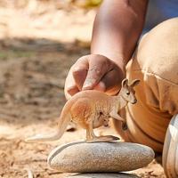 Schleich wild life kangoeroe 14756 - thumbnail