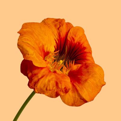 Schilderij - Oranje klaproos op gele achtergrond , 3 maten , Wanddecoratie, Premium print