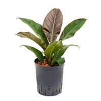 Philodendron imperial red M hydrocultuur plant - thumbnail