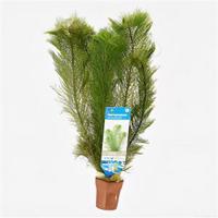 Myriophyllum scabratum ofwel pinnatum - 10 stuks - aquarium plant - thumbnail