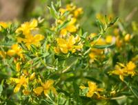 Hertshooi - thumbnail