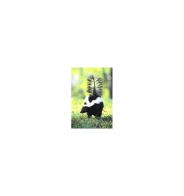 Animal Essences Skunk (stinkdier) 30 Milliliter