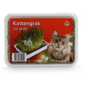 Beeztees Kattengras in Plastic Box 130gr