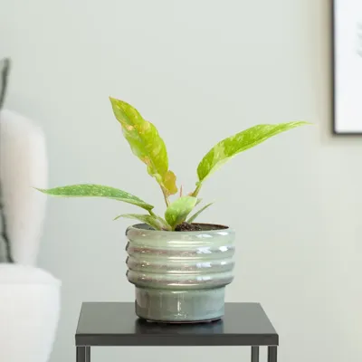 Philodendron Ring of Fire (mini) - P6