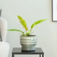 Philodendron Ring of Fire (mini) - P6 - thumbnail