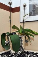 Papierklem MAUL 215 foldback 16mm capaciteit 5mm zwart 12 stuks - thumbnail