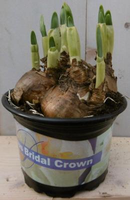 3 stuks! Bolletjes Narcis geel in potje Voorjaarsbollen Warentuin Natuurlijk - Warentuin natuurlijk