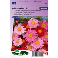 Chrysanthemum zaden Robinsons Giants mix margriet - thumbnail