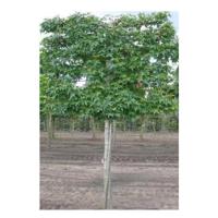 Lei Amberboom - thumbnail