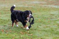 Trixie flostouw 4 knoop lime - thumbnail