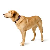 Hondenhalsband Hunter Paars 27-35 cm - thumbnail