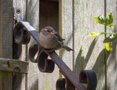 Tuinschilderij huismus 70x50cm Customize-it - Customize it