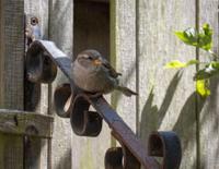 Tuinschilderij huismus 70x50cm Customize-it - Customize it - thumbnail