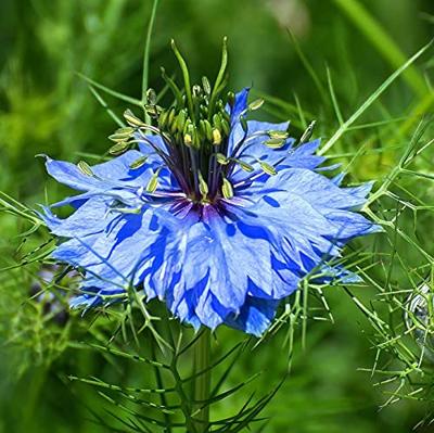 Nigella Damascena zaden Jekyll Blue juffertje in 't groen