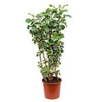 Polyscias aralia balforiana L kamerplant - thumbnail