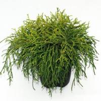 Schijncipres (Chamaecyparis pisifera "Sungold") conifeer - thumbnail