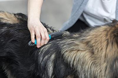Trixie vacht ontvilter gebogen tanden - thumbnail