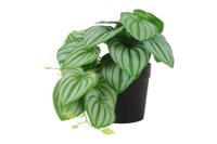 Kunstplant Philodendron groen Countryfield - Countryfield - thumbnail