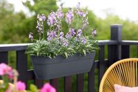 Plantenbak vibia campana easy hanger XL d58 h27 cm antraciet bloempot elho - Elho - thumbnail
