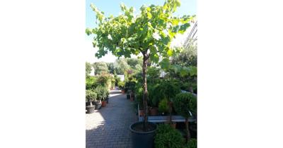 Druifboom 300 cm Vitis Warentuin Natuurlijk - Warentuin natuurlijk