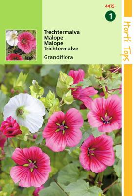 Zaden Malope Trechtermalva gemengd Hortitops - Hortitops