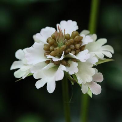 Scabiosa Kunstbloem 77cm Creme