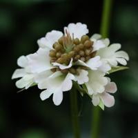 Scabiosa Kunstbloem 77cm Creme - thumbnail