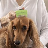FURminator Undercoat DeShedding Tool hond lang haar S - thumbnail