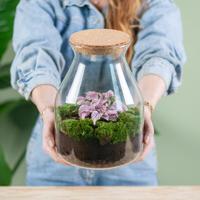 Plantenterrarium Hypoestes roze (DIY) - thumbnail