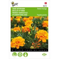 Tagetes, lage Afrikaan Petite Orange - thumbnail