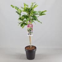 Magnolia struik Susan op stam - 3 stuks - thumbnail