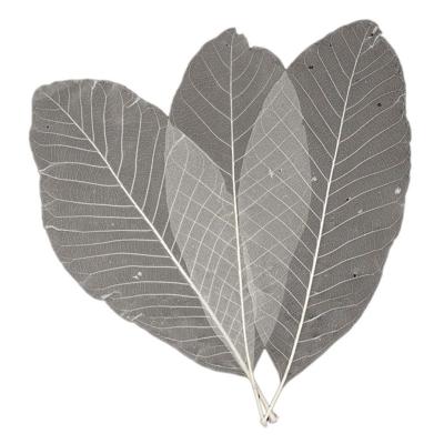 Lange Bladskeletten, 24st.